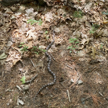 Day 12 – Snakes on a Trail